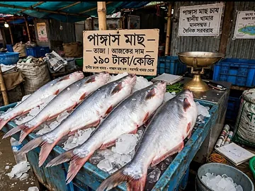পাঙ্গাশ মাছ PANGASH FISH
