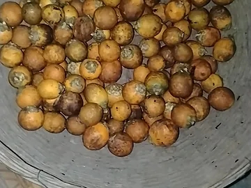 Coconuts and betel nuts