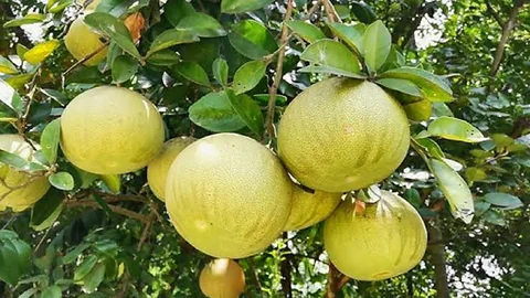 জাম্বুরা