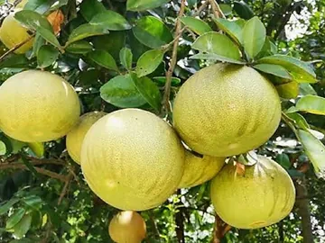 জাম্বুরা