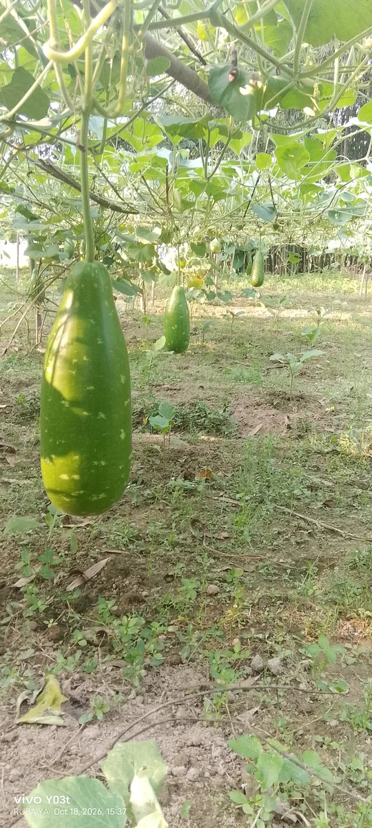 দেশি লাউ