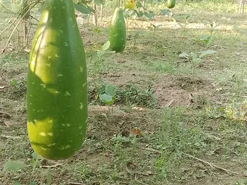 দেশি লাউ