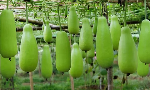 লাউ, Bottle Gourd