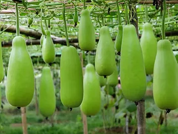লাউ, Bottle Gourd