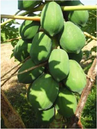 Papaya