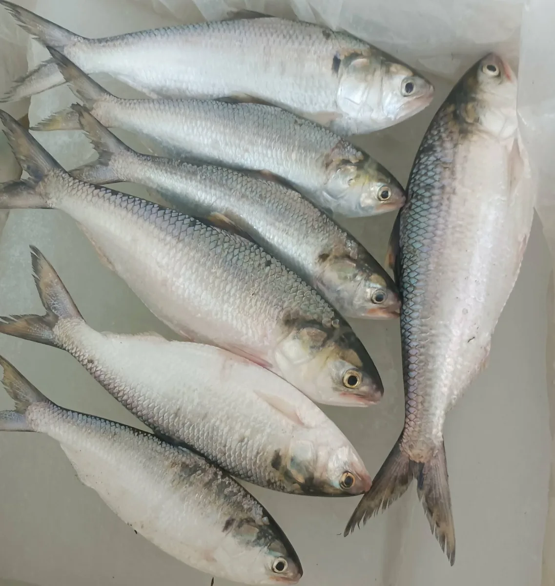 তাজা ইলিশ ও চিংড়ি মাছ বিক্রয় করা হবে (Fresh Hilsa & Prawns for Sale)