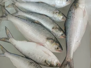 তাজা ইলিশ ও চিংড়ি মাছ বিক্রয় করা হবে (Fresh Hilsa & Prawns for Sale)