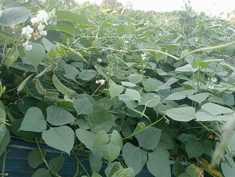 সিম