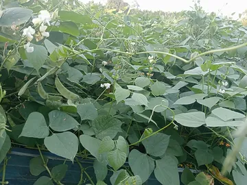 সিম