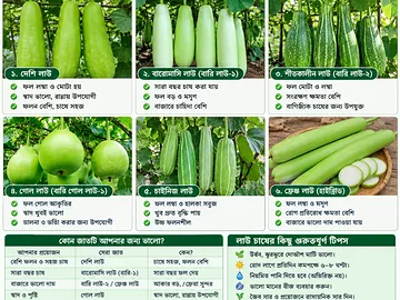 লাউ,শাকশব্জি,আলু,চাল,ডাল,