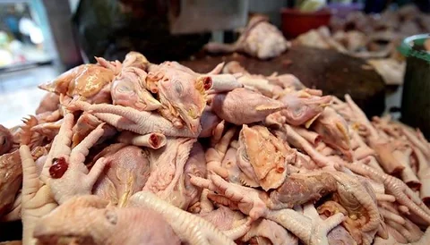 মুরগীর হাড্ডি।