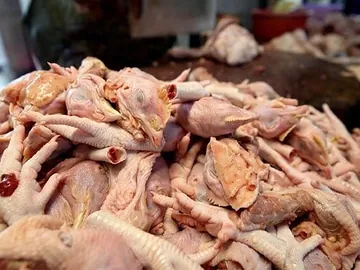 মুরগীর হাড্ডি।