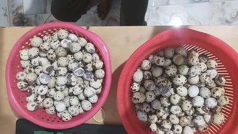 Fresh Quail Eggs – Wholesale & Retail 🥚