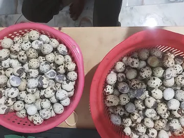 Fresh Quail Eggs – Wholesale & Retail 🥚