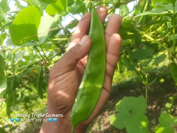 অরিজিনাল বড় সিম