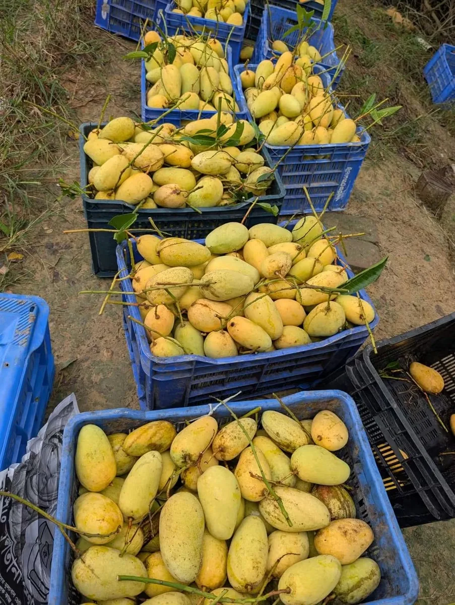 চাঁপাইনবাবগঞ্জ এর কাটিমন বারোমাসি আম