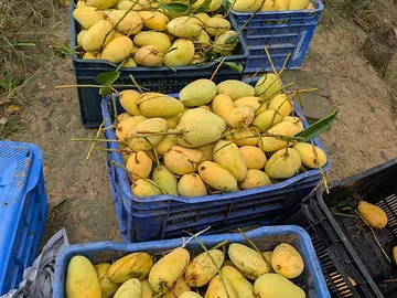 চাঁপাইনবাবগঞ্জ এর কাটিমন বারোমাসি আম