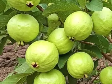 দেশি ভালো জাতের পেয়ারা