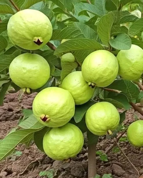 দেশি ভালো জাতের পেয়ারা
