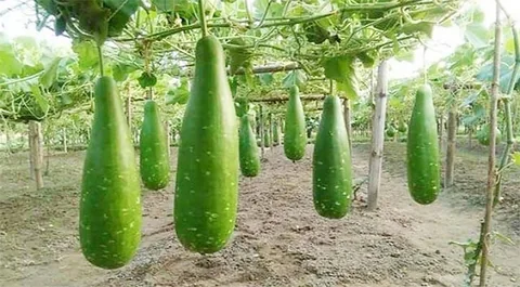 তাজা ও কচি লাউয়ের অফার! 🌿 