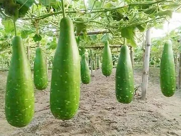 তাজা ও কচি লাউয়ের অফার! 🌿 ​