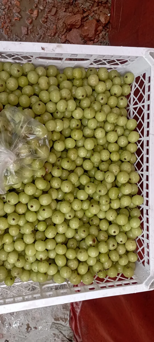 Amla i / আমলকী in South Asia).
