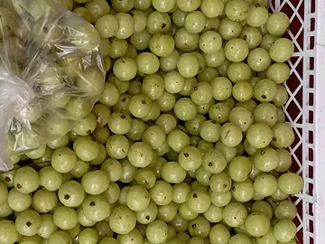 Amla i / আমলকী in South Asia).
