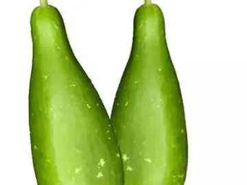 bottle gourd