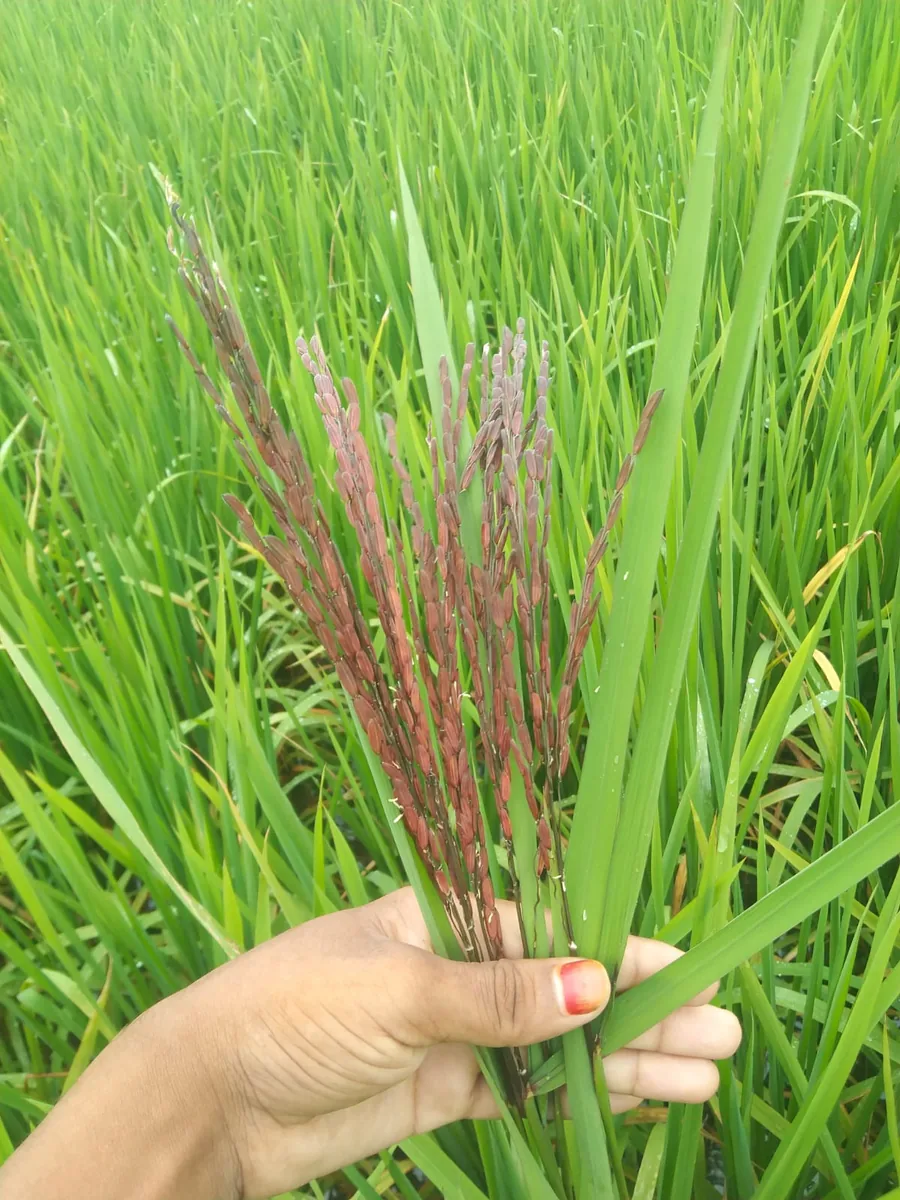 I will sell different types of vegetables with black rice