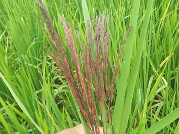 I will sell different types of vegetables with black rice