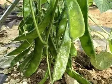 সুস্বাদু নরম প্রকৃতির শিম