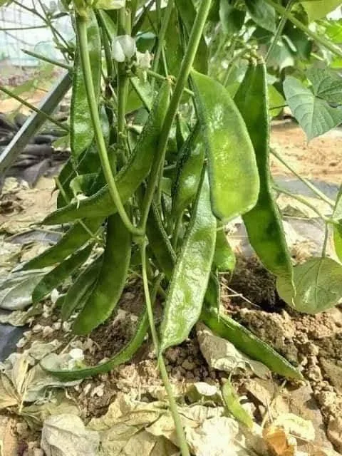 সুস্বাদু নরম প্রকৃতির শিম