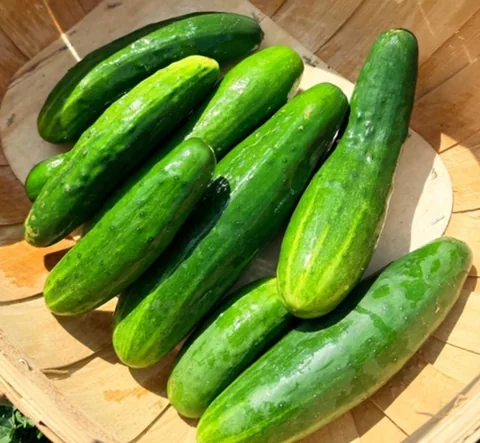 All vegetable