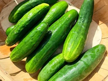 All vegetable