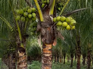 লক্ষ্মীপুরের ঐতিহ্য, মিষ্টি স্বাদের ডাব