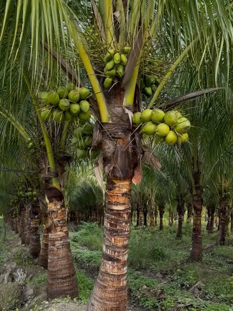লক্ষ্মীপুরের ঐতিহ্য, মিষ্টি স্বাদের ডাব