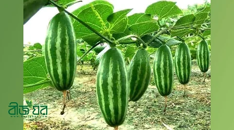 পটল