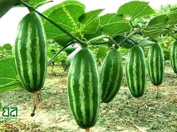 পটল