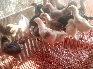 দেশি মুরগির বাচ্চা