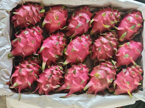 High-quality dragon fruits"।
