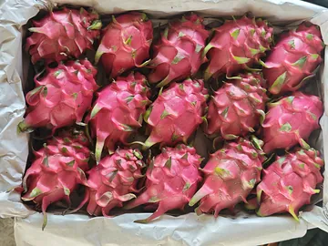 High-quality dragon fruits"।