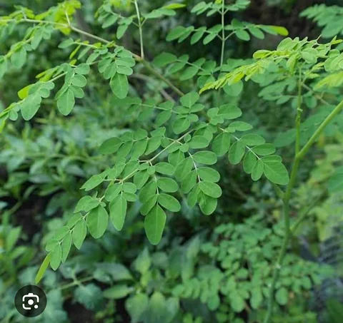 সজিনা পাতার গুড়া, বাসায় তৈরি