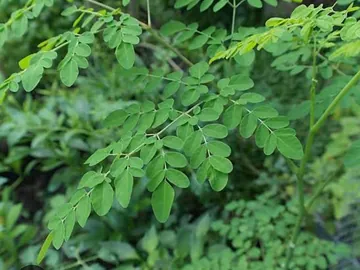 সজিনা পাতার গুড়া, বাসায় তৈরি
