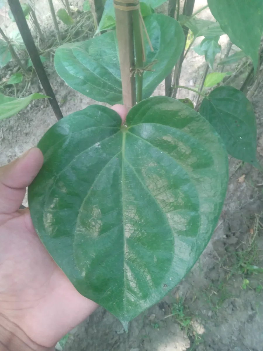 উন্নত জাতের দেশি পান