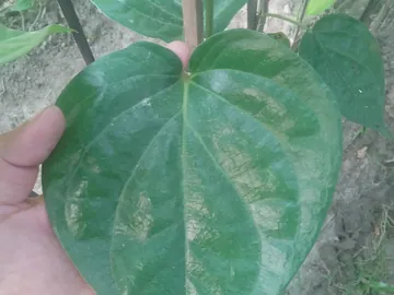 উন্নত জাতের দেশি পান