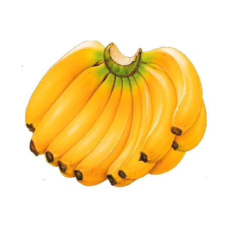 সাগর কলা