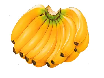 সাগর কলা