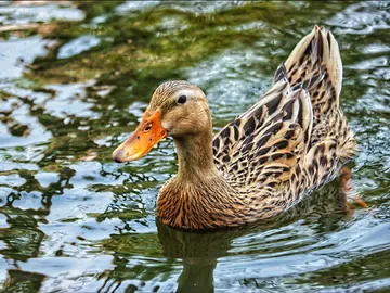 **100% Organic & Naturally Fed Ducks **