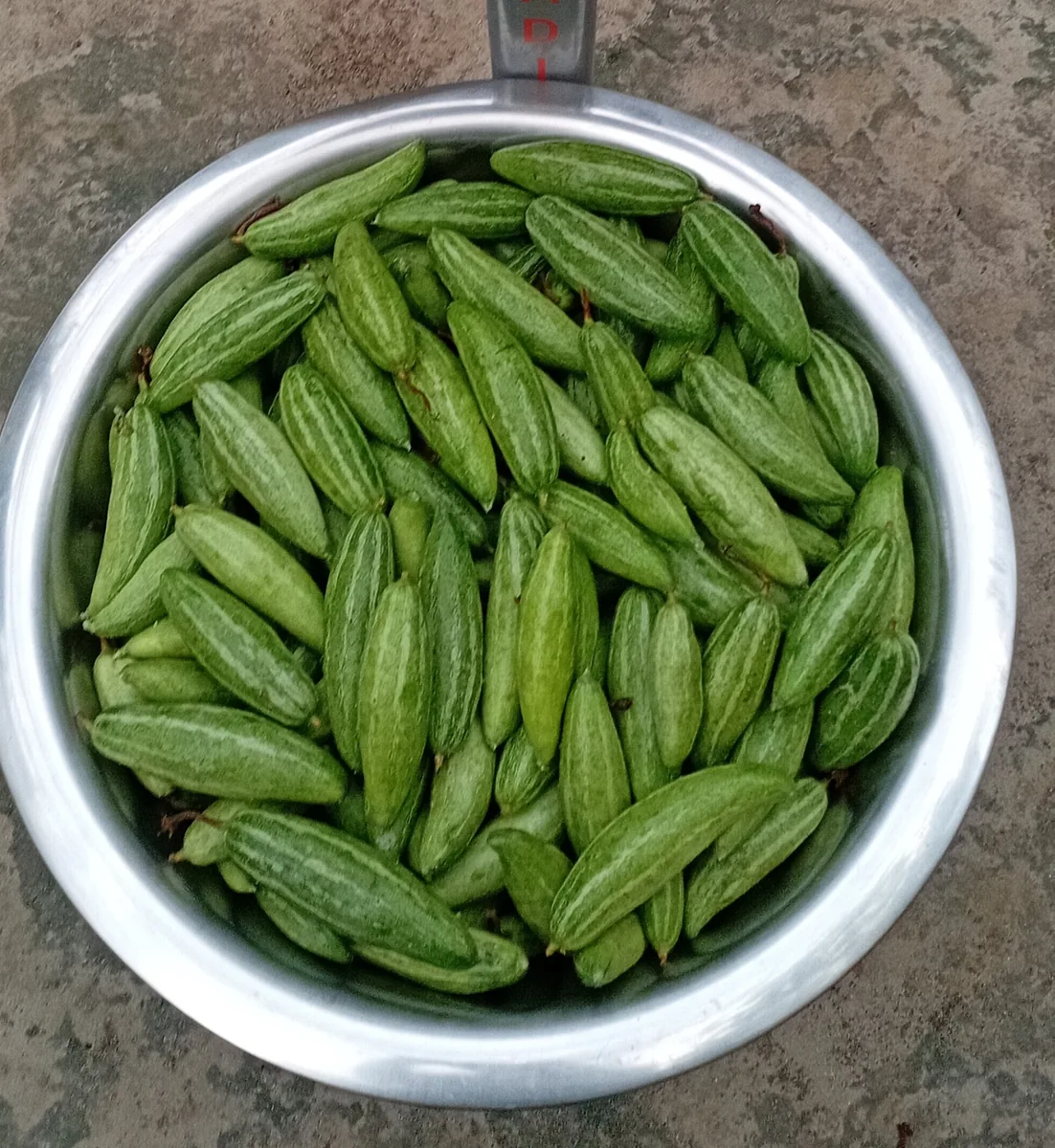 পটল (Pointed Gourd। 🥒)
