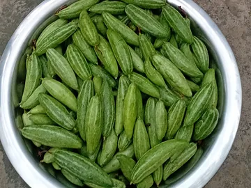 পটল (Pointed Gourd। 🥒)
